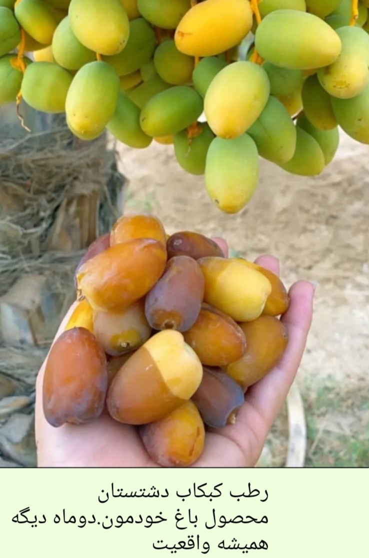خرما رطب کبکاب قیمت باور نکردنی