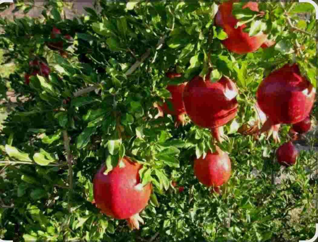 تصویر 2 از خرید ارزان هیومیک اسید مایع
