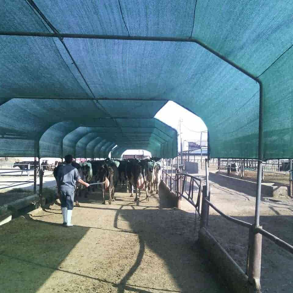تصویر 1 از قیمت توری سایبان برای جلوگیری از آفتاب سوختگی