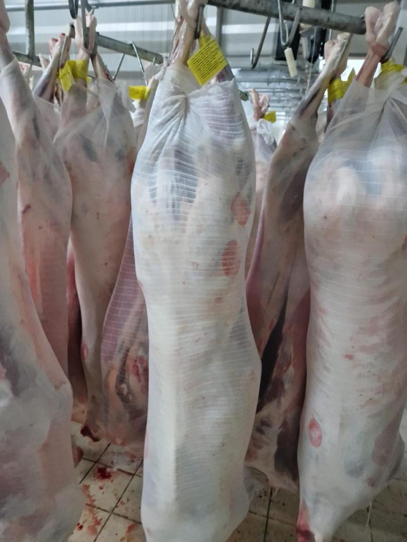 تصویر 5 از گوشت گرم گوسفندی