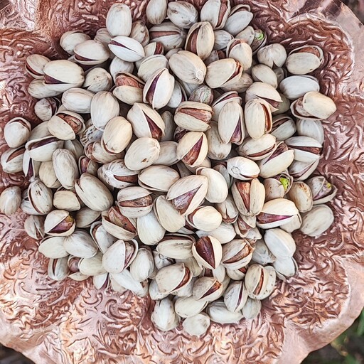 تصویر 5 از فروش پسته کله قوچی امسالی + قیمت خرید به صرفه