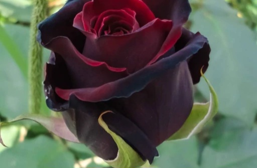 تصویر 3 از قیمت گل رز مشکی هلندی