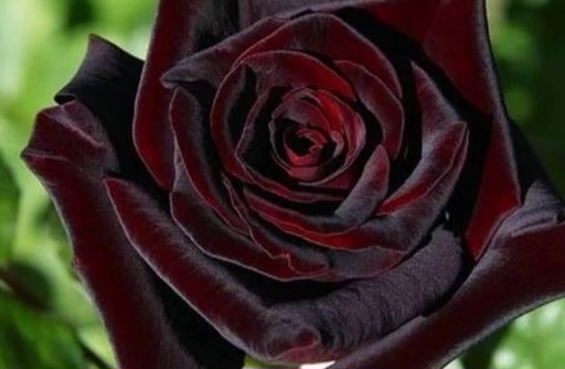 تصویر 5 از قیمت گل رز مشکی هلندی
