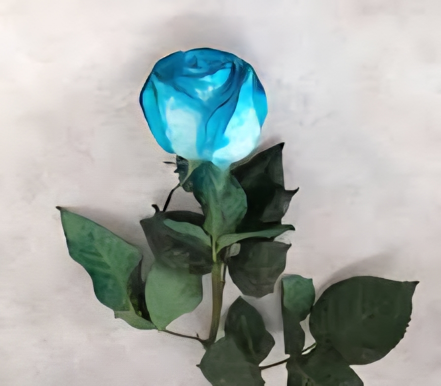 تصویر 2 از فروش ویژه گل رز آبی هلندی
