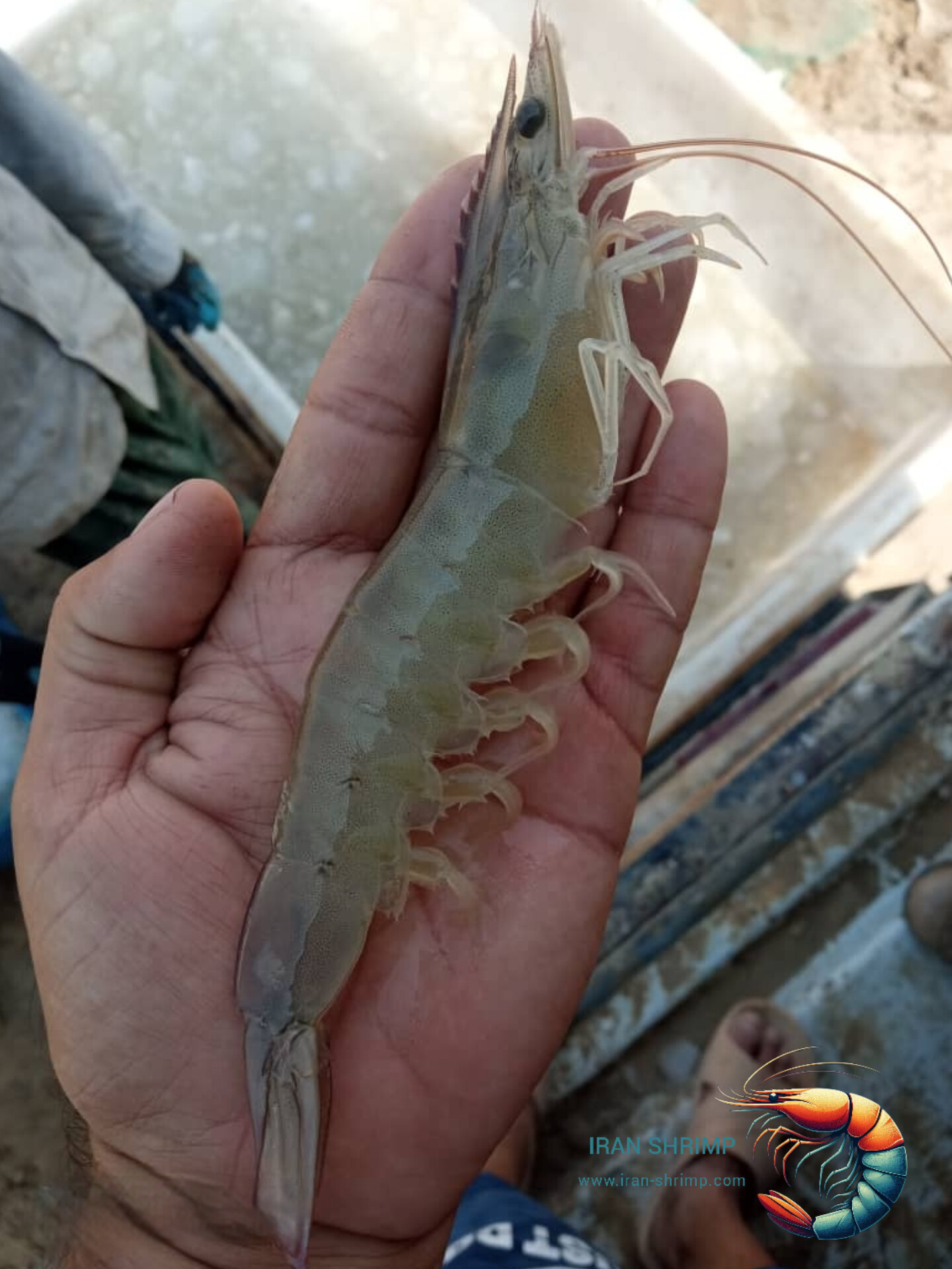 تصویر 1 از قیمت عمده میگو صادراتی بوشهر