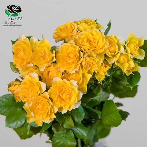 تصویر 3 از فروش عمده گل رز مینیاتوری