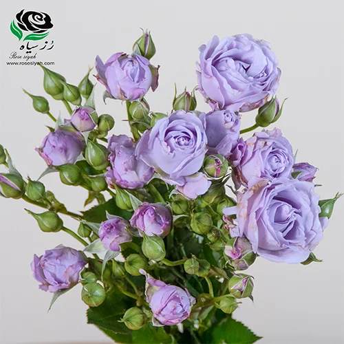 تصویر 1 از فروش عمده گل رز مینیاتوری