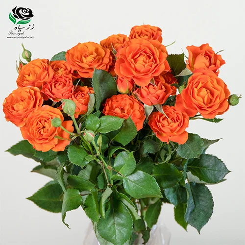 تصویر 3 از قمیت و خرید گل رز هلندی شاخه‌ بریده مینیاتوری