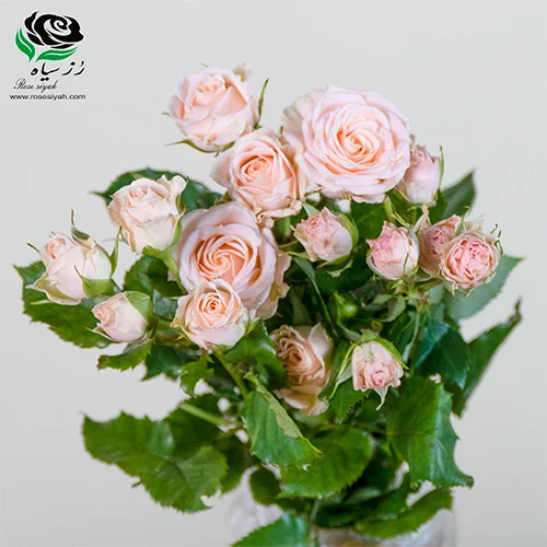 تصویر 2 از قمیت و خرید گل رز هلندی شاخه‌ بریده مینیاتوری