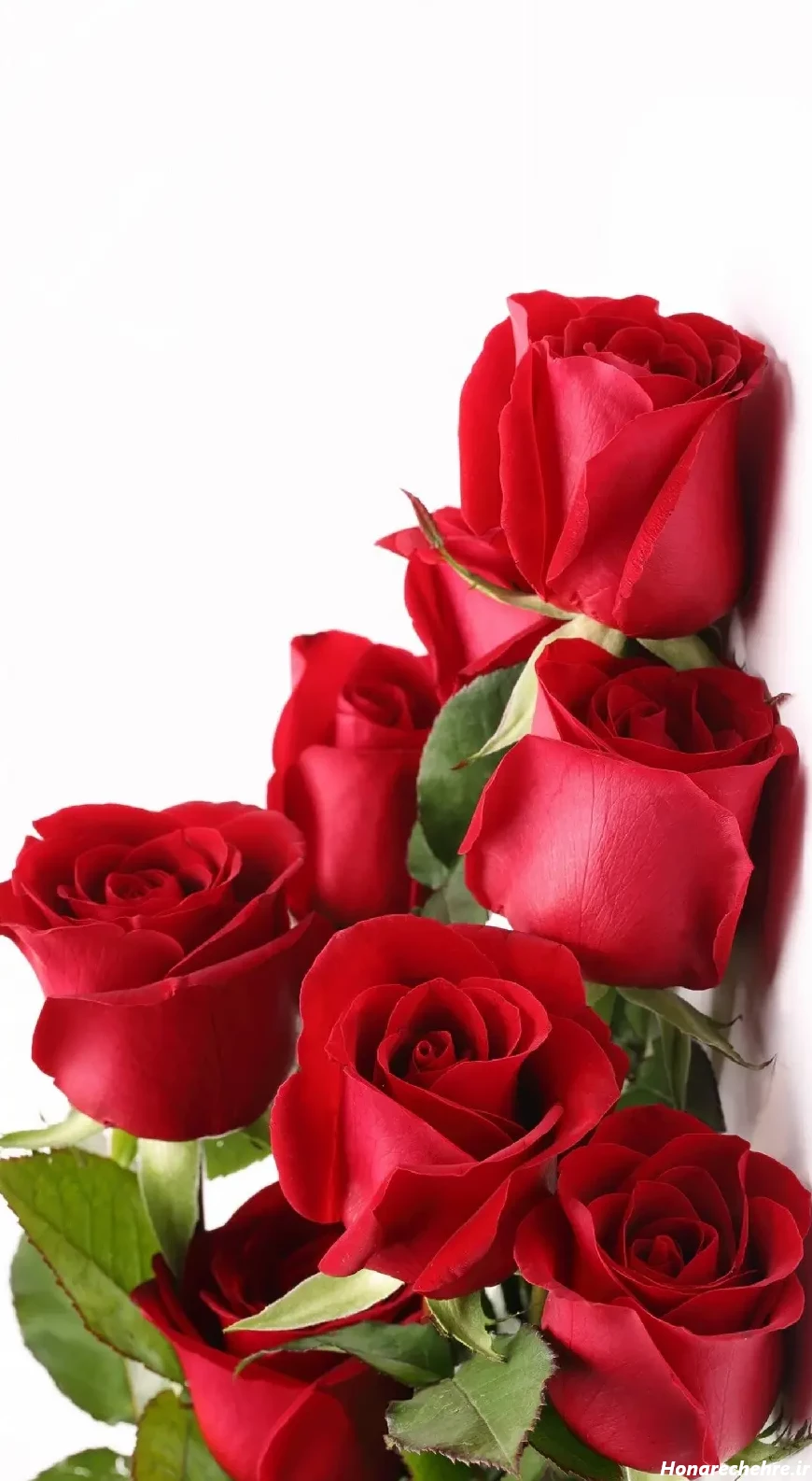 تصویر 3 از قیمت گل سرخ معطر با کیفیت ارزان + خرید عمده
