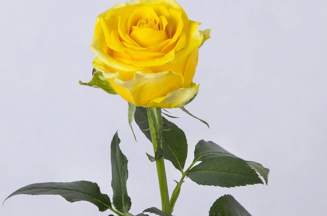 تصویر 1 از سفارش عمده محبوب‌ ترین گل رز