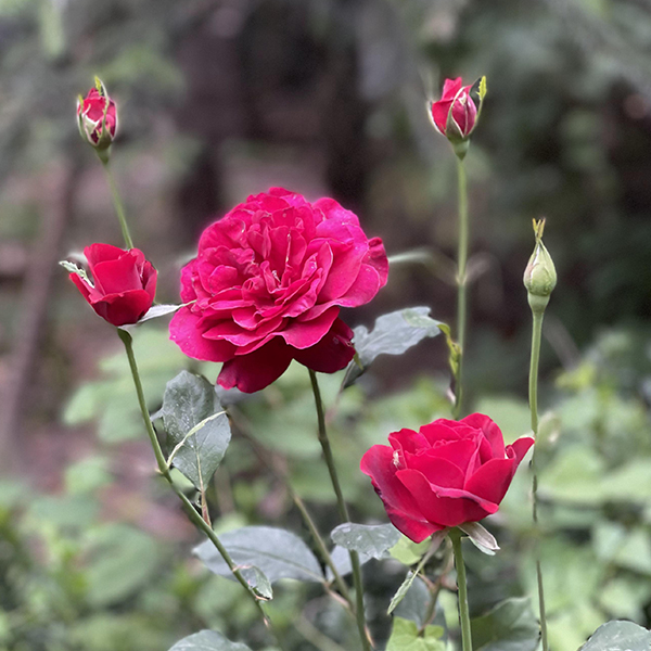 تصویر 3 از قیمت تک شاخه گل رز ایرانی