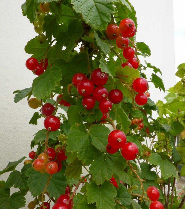 تصویر 5 از خرید و فروش عمده قره‌ غات (انگور فرنگی) + عرضه عمده با بهترین کیفیت