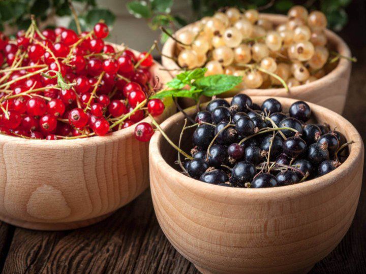 تصویر 1 از خرید و فروش عمده قره‌ غات (انگور فرنگی) + عرضه عمده با بهترین کیفیت