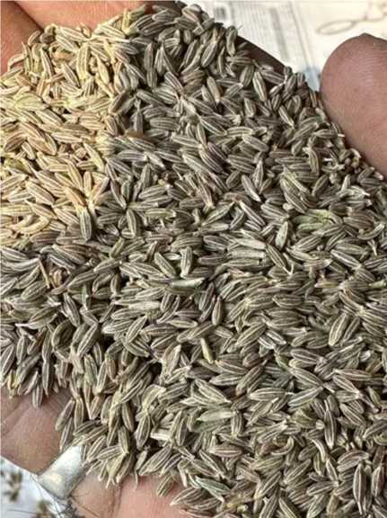 تصویر 1 از خرید زیره سبز اعلا، بسته اقتصادی ۵۰۰ گرمی