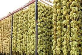 تصویر 4 از کشمش ممتاز ایرانی با قیمت مناسب