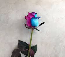 تصویر 1 از فروش صادراتی شاخه گل رز هلندی هفت رنگ