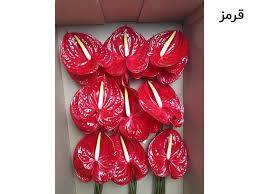 تصویر 2 از قیمت عمده گل آنتریوم