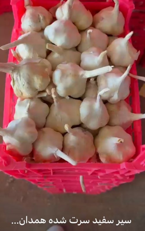 تصویر 1 از سیر سفید و تند همدان