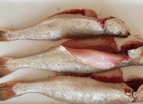 تصویر 5 از قیمت خرید عمده ماهی شوریده