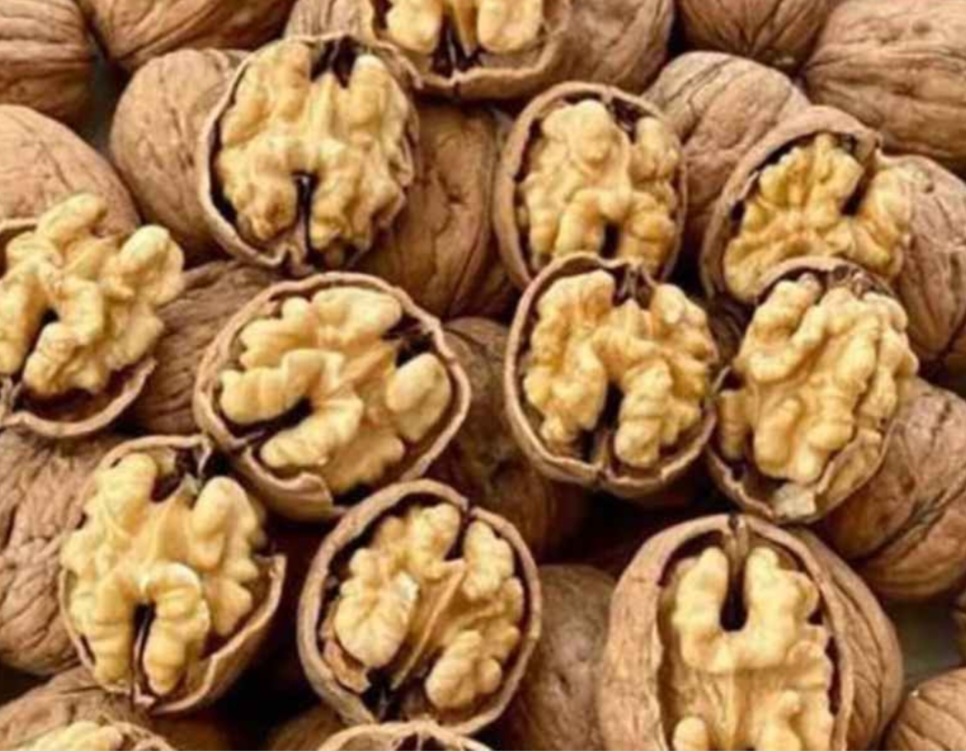 قیمت روز گردو ایرانی پوست‌ کاغذی برای صادرات