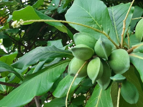 خرید بادام درختی شیرین با فروش استثنایی