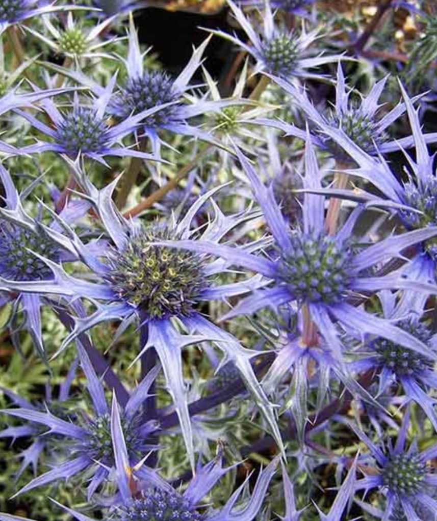 تصویر 2 از قیمت خرید عرق بوقناق زول + قیمت مناسب