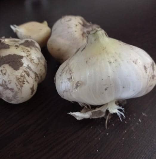 تصویر 1 از موسیر خرید آسان