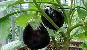 تصویر 2 از قیمت بادمجان دلمه ای شیرین + فروش فوق العاده