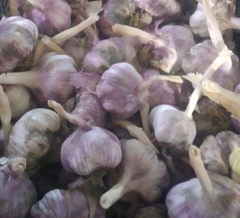 فروش سیر قرمز دانه درشت