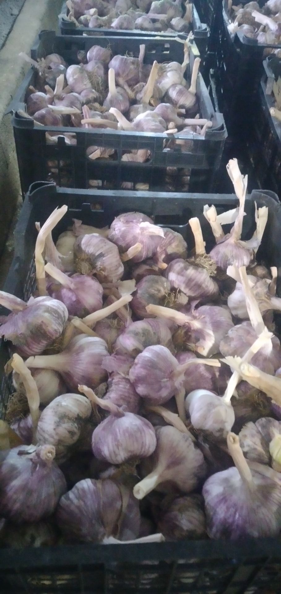 تصویر 1 از فروش سیر قرمز دانه درشت