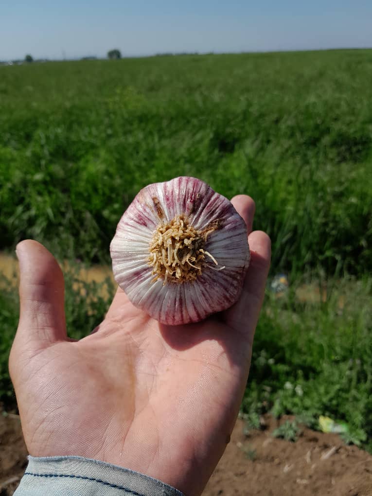 تصویر 2 از فروش سیر قرمز دانه درشت