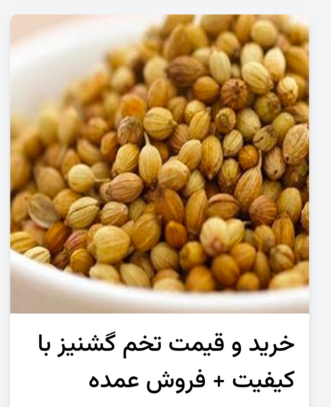 فروش بذر تازه گشنیز جهت کارخانه های صنعتی