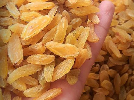 تصویر 1 از کشمش زرد دودی کاشمر