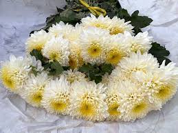 تصویر 2 از فروش صادراتی شاخه گل طبیعی داوودی تک گل درشت و سوپر