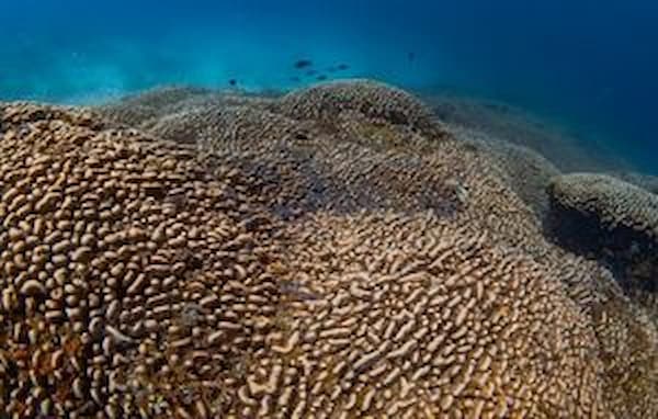 تصویر 2 از کشته مرجان + قیمت عمده