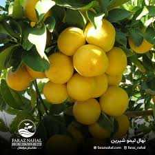 خرید لیمو شیرین