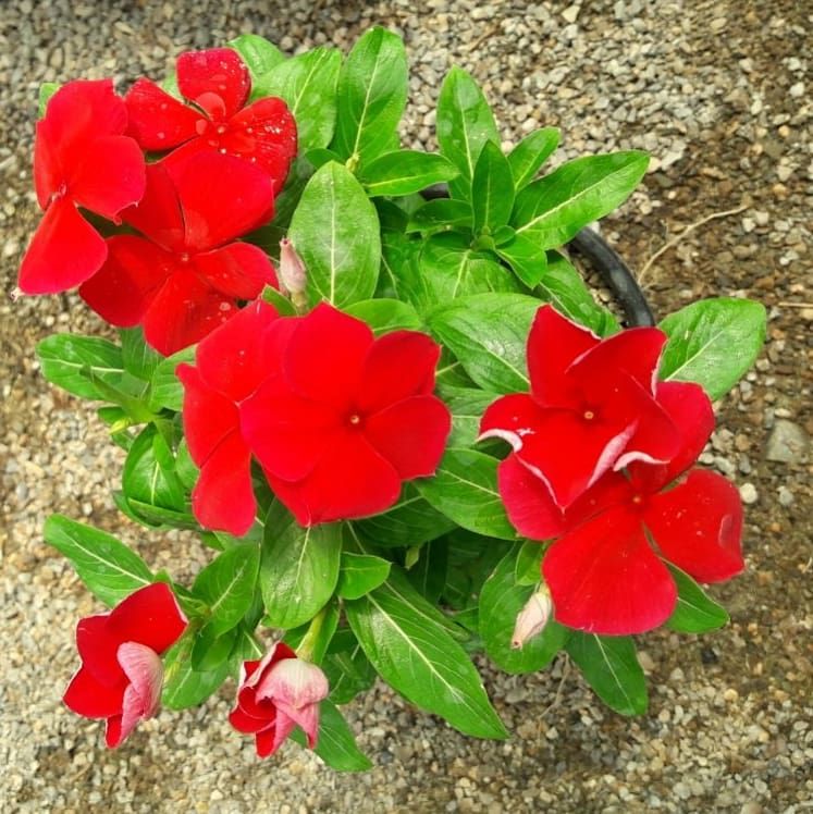 تصویر 3 از قیمت باور نکردنی گل پریوش رونده