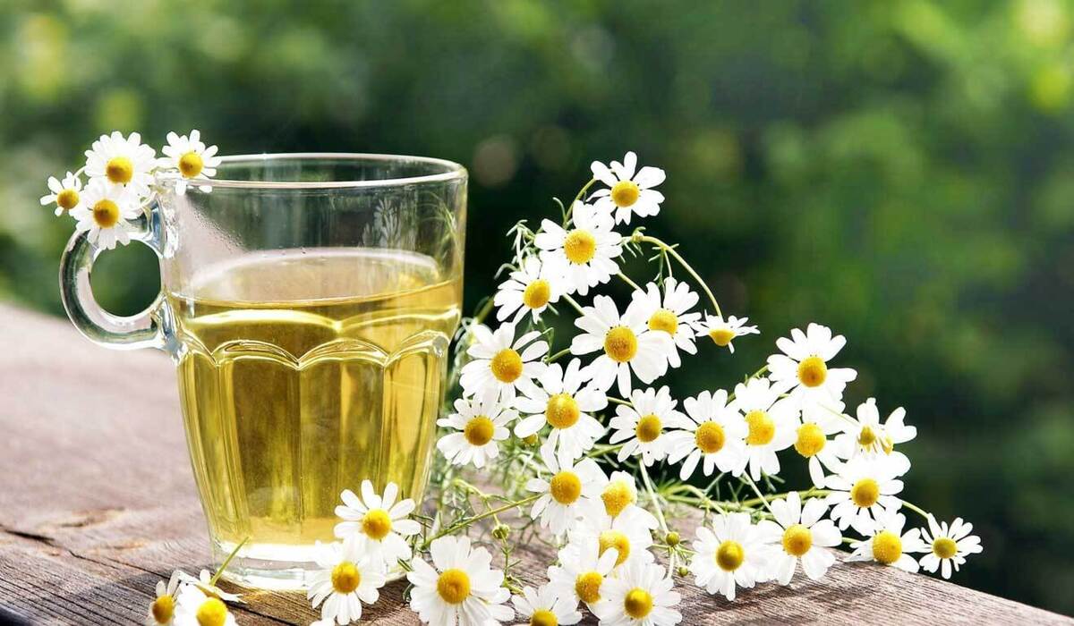 تصویر 2 از خرید عمده دمنوش بابونه + قیمت باور نکردنی
