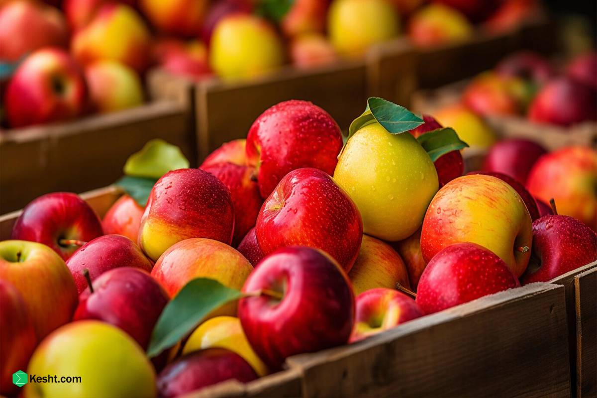 تصویر 5 از خرید و قیمت سیب از باغدار اشنویه
