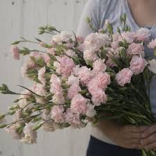 تصویر 3 از قیمت فروش عمده و خرید گل شاخه‌بریده میخک صادراتی