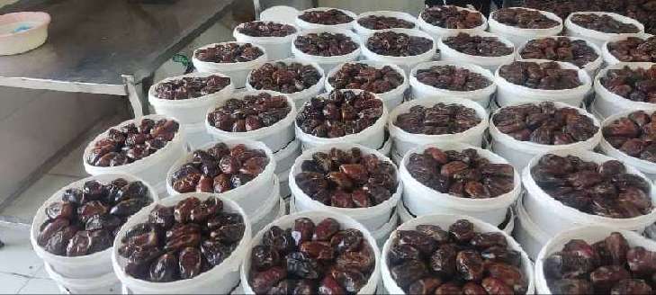 خرما کبکاب ریحان تازه با کیفیت و تازگی مناسب