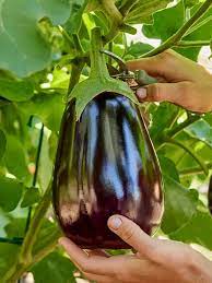 تصویر 2 از قیمت خرید بادمجان گلخانه ای + فروش صادراتی