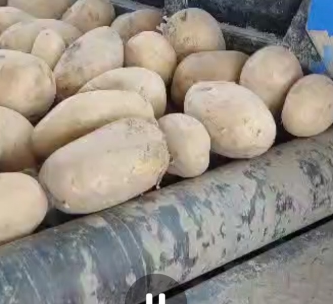 تصویر 1 از فروش ویژه سیب زمینی همدان صادراتی
