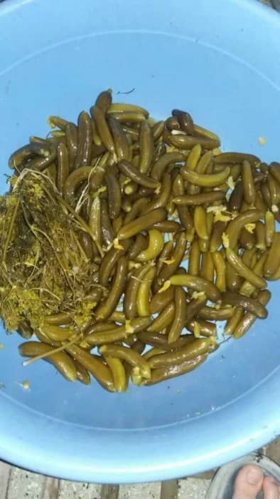 خرید و قیمت خیارشور ویژه فیت دار + فروش عمده