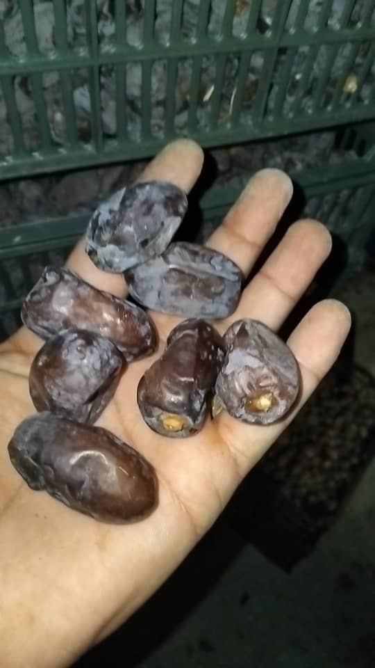 تصویر 2 از خرما کلوته جیرفت با شیرینی طبیعی