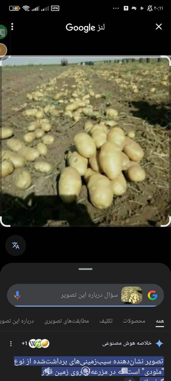 تصویر 4 از سیب زمینی عمده اگریا اردبیل