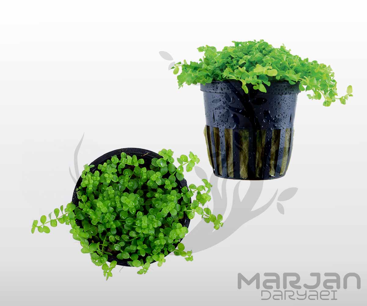 تصویر 3 از قیمت گل مرجانی آکواریوم خرید باور نکردنی