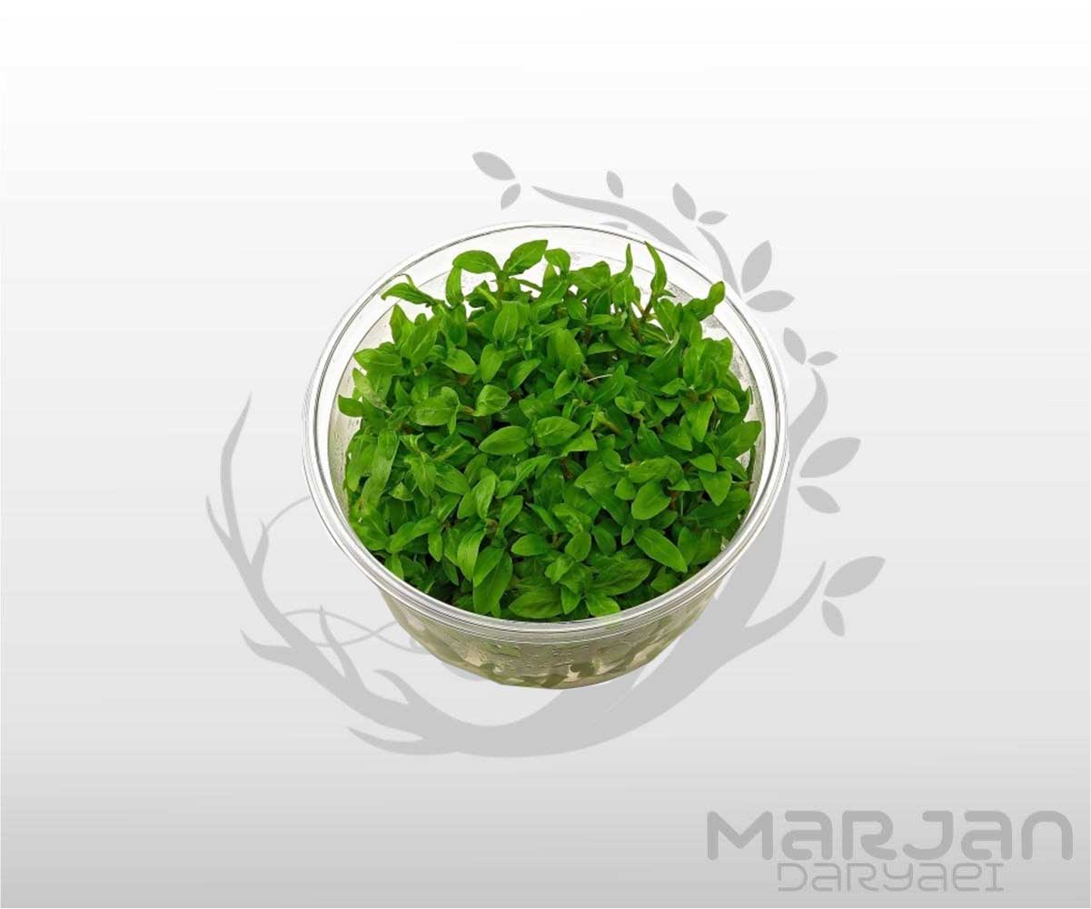 تصویر 4 از قیمت گل مرجانی آکواریوم خرید باور نکردنی