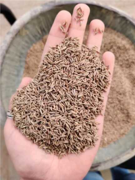 تصویر 4 از زیره سیاه ارگانیک پاک‌شده + قیمت روز بسته ۳۰۰ گرمی